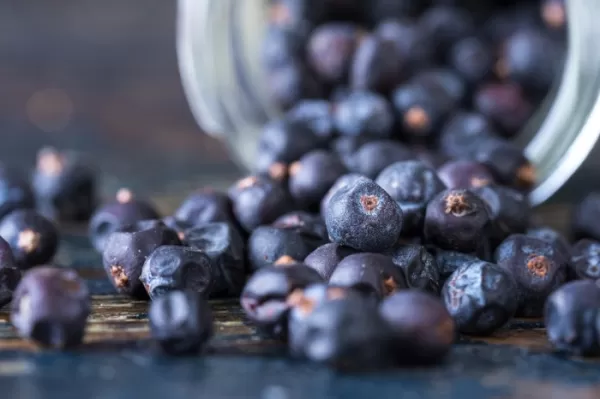 Juniper Extract in the Food & Beverage Industry